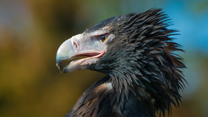 Wedge-Tailed Eagle