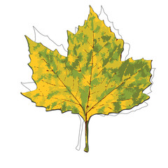 Autumn leaf. Autumn maple leaf isolated on a white background. Vector illustration