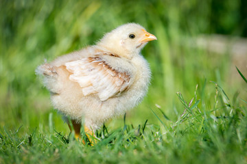 Chick