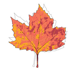 Autumn leaf. Autumn maple leaf isolated on a white background. Vector illustration