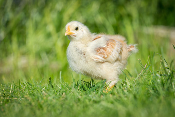 Chick
