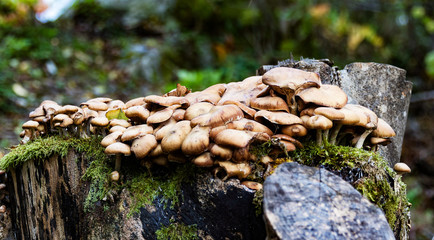Wild mushrooms