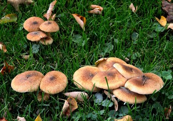 inedible fungus