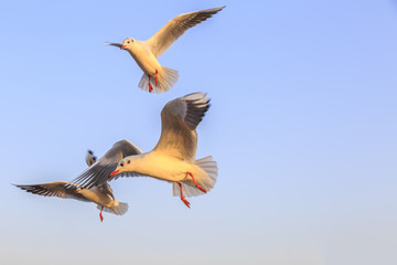Seabirds