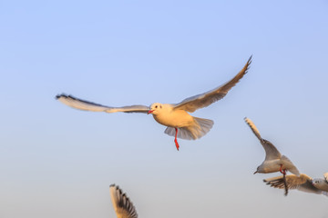 Seabirds