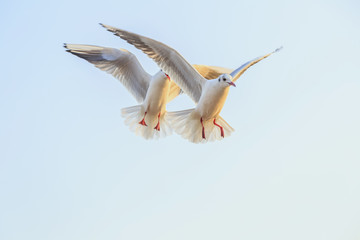 Seabirds