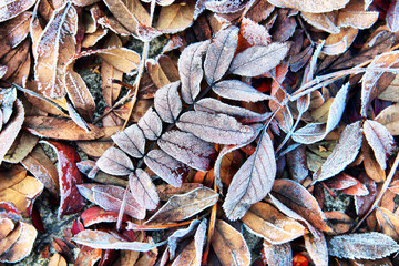 Natural autumn background with dead frozen leaves in hoarfrost