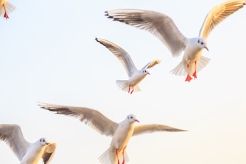Seabirds
