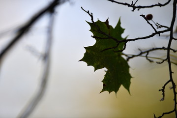 Herbstliches