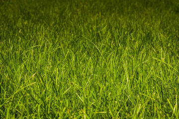 Green Grass Lawn