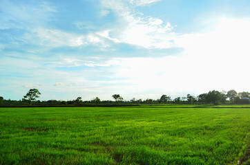 Obraz premium green field and blue sky background