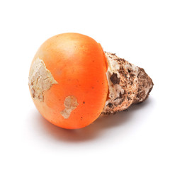 amanita caesarea mushroom