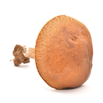 leccinum scabrum mushroom