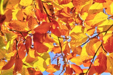 orange leaves on tree