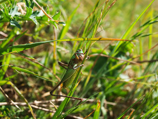The grasshopper sits on a grass