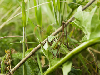 The grasshopper sits on a grass