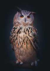Owl