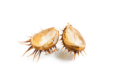 chestnut on a white background