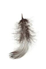 bird feather isolated on white background
