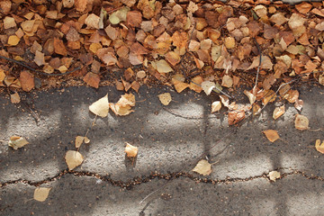 background and texture of yellow leaves on the pavement