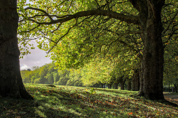 Autumn Sycamore Tree in Sefton Park