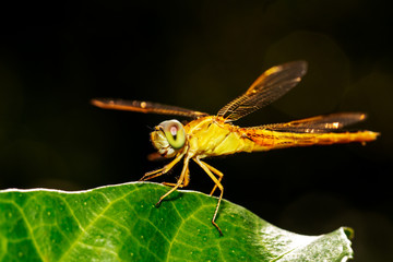 Dragonfly