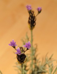 Bunch of Beautiful Purple Artificial Lavender Flowers
