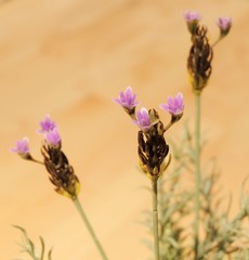 Bunch of Beautiful Purple Artificial Lavender Flowers