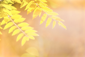 Naklejka na ściany i meble Autumn leaves of фт ash tree in the rays of a bright sun