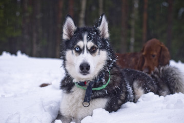 Husky with different eyes
