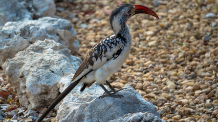 Nashornvogel in freier Wildbahn, Afrika