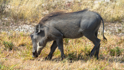 Warzenschwein, Namibia