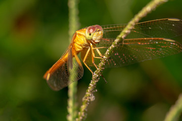 Dragonfly