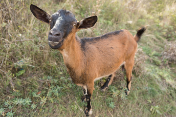 a brown goat grazing in a meadow