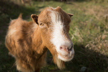 Fototapeta premium a brown goat grazing in a meadow