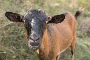 Naklejka na ściany i meble a brown goat grazing in a meadow