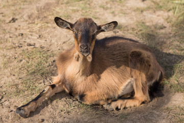 a brown goat grazing in a meadow