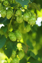 Fresh  hops background. cones of hops on a green vegetal blurred background. Harvest of hops