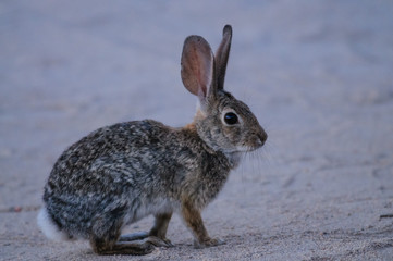 Naklejka premium Desert Cottontail Rabbit