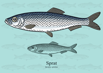 Sprat. Vector illustration for artwork in small sizes. Suitable for graphic and packaging design, educational examples, web, etc. - obrazy, fototapety, plakaty