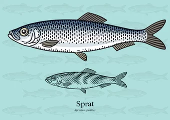 Foto op Aluminium Sprat. Vector illustration for artwork in small sizes. Suitable for graphic and packaging design, educational examples, web, etc. © nikolaynachkov