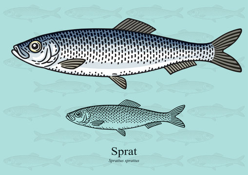 Sprat. Vector illustration for artwork in small sizes. Suitable for graphic and packaging design, educational examples, web, etc.