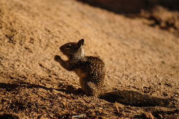 Fototapeta premium California Ground Squirrel