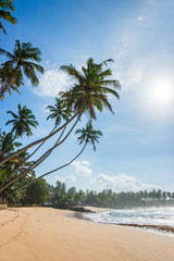 Palms at wild tropical beach in sunny day. Indian ocean shore, Sri Lanka.