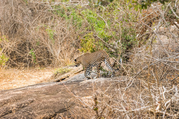 Young sri lankan leopard (Panthera pardus kotiya) walking. Yala national park, Sri Lanka.