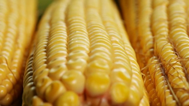 Fresh sweet corn cobs on the table - macro closeup, camera slide