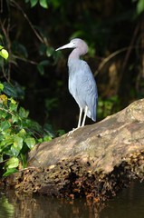 Aigrette bleue dans la jungle du Costa Rica