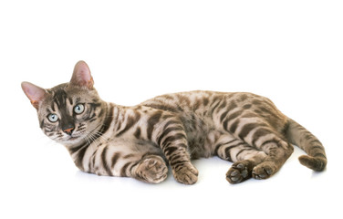 bengal cat in studio