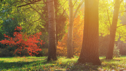 Autumn trees in the garden with sunlight / Pannonhalma Arboretum, Hungary