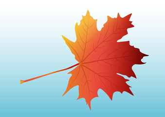 Autumn leaf of maple, red-yellow leaf